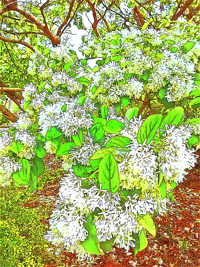 Flower Digital Art - Waxleaf Privet Blooms on a Sunny Day by Marian Bell