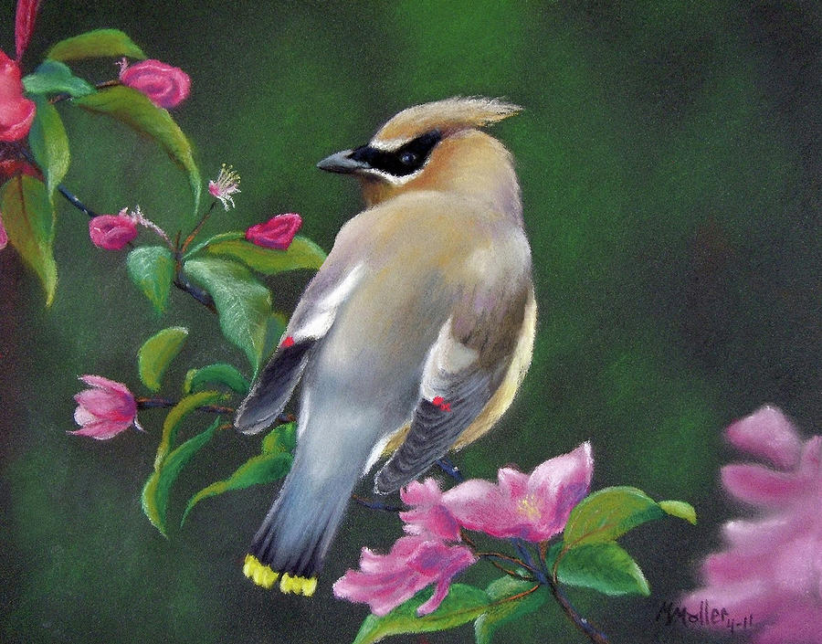 Bird Pastel - Waxwing and Cherry Blossoms by Marcus Moller