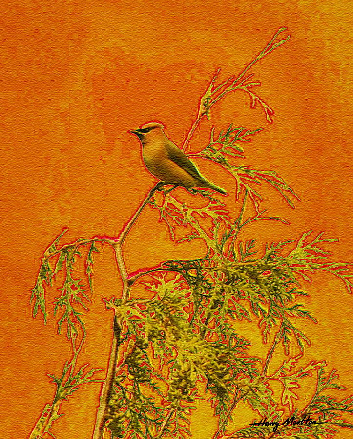Waxwing in Gold Photograph by Harry Moulton