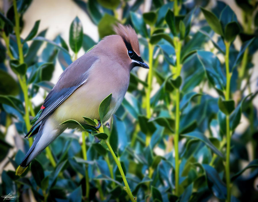 Dove Photograph - Waxwing in the Yard by Phil And Karen Rispin