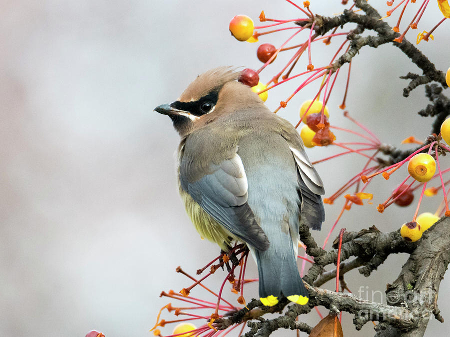 Wildlife Photograph - Waxwing Lunch by Michael Dawson
