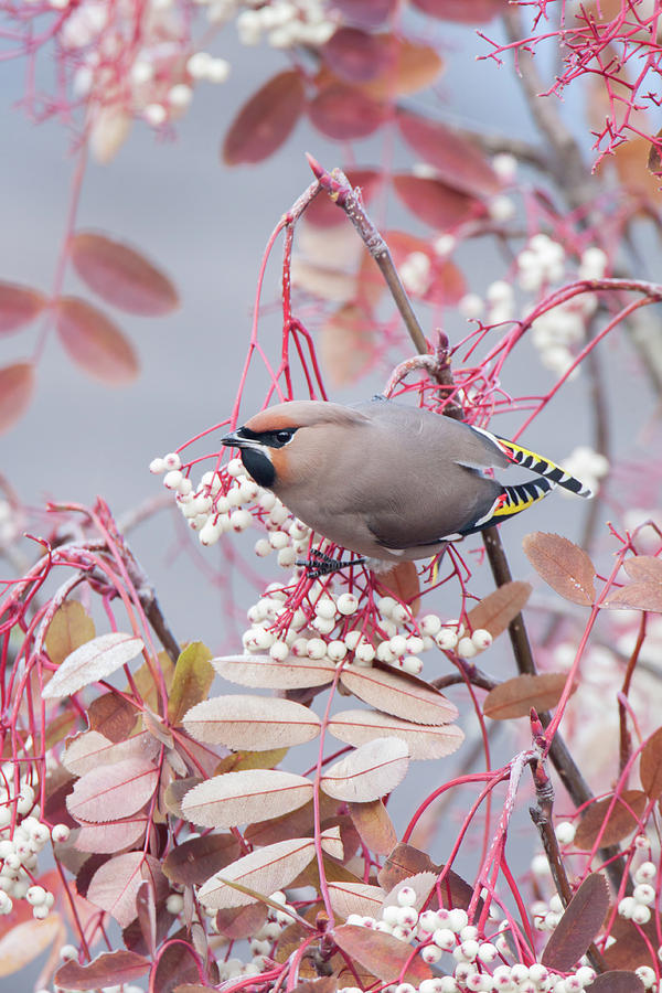 Waxwing On White Photograph by Pete Walkden