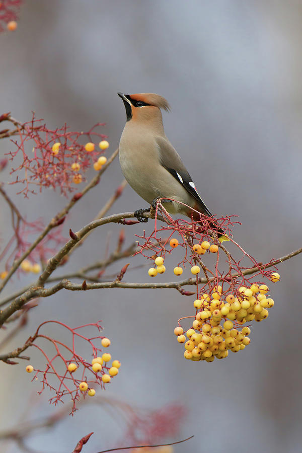Waxwing On Yellow Photograph by Pete Walkden