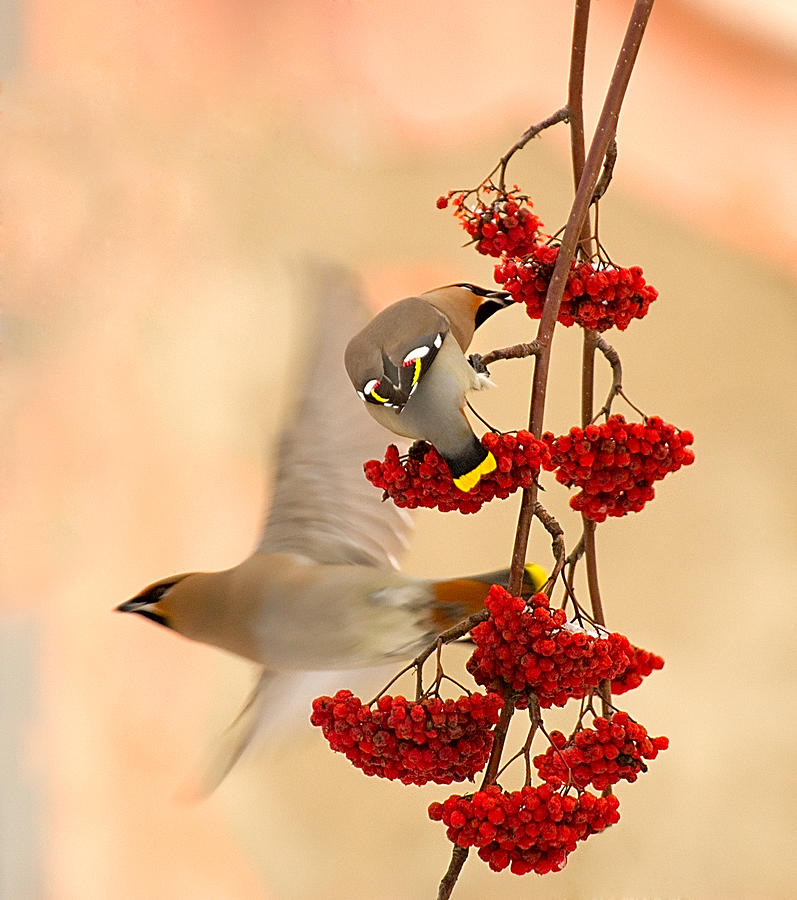 Bird Photograph - Waxwings by Dmitry Dubikovskiy