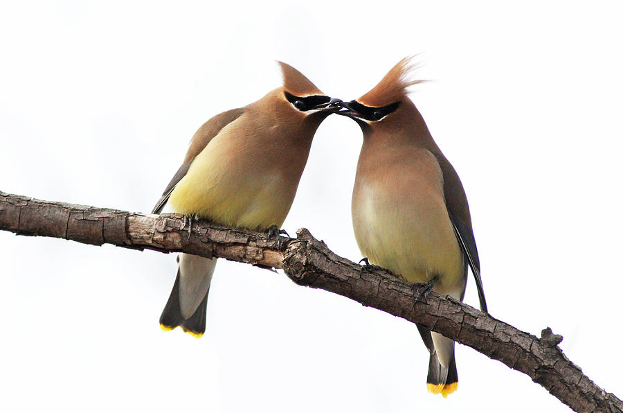 Waxwings in love Photograph by Mircea Costina Photography