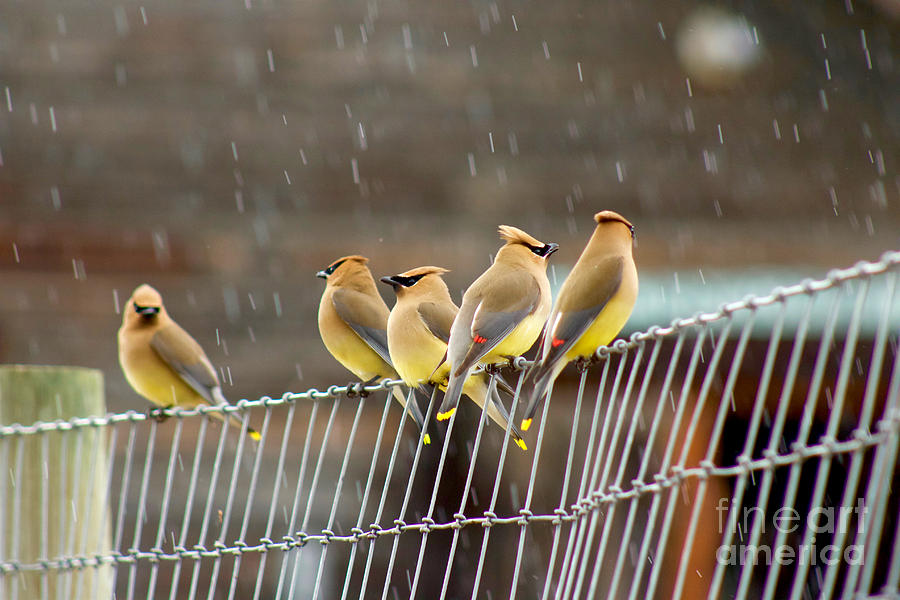 Waxwings in the Rain Photograph by Sean Griffin