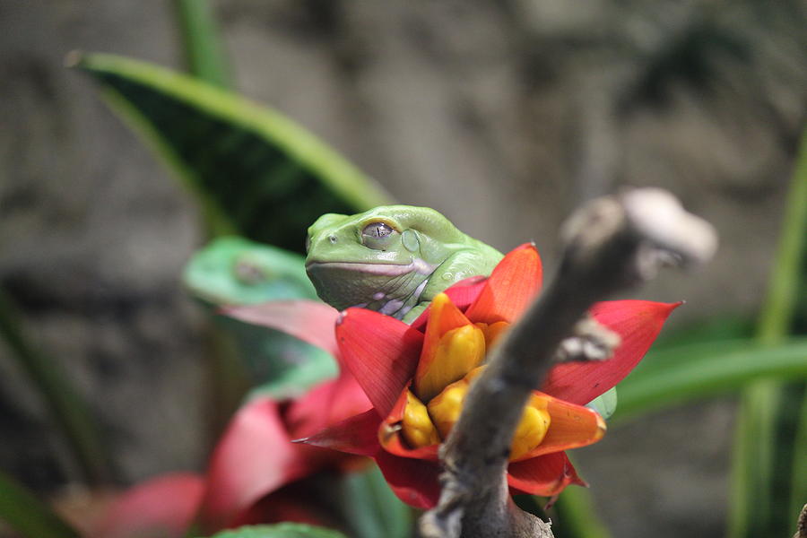 Nature Photograph - Waxy Monkey Frog  by CJ Park