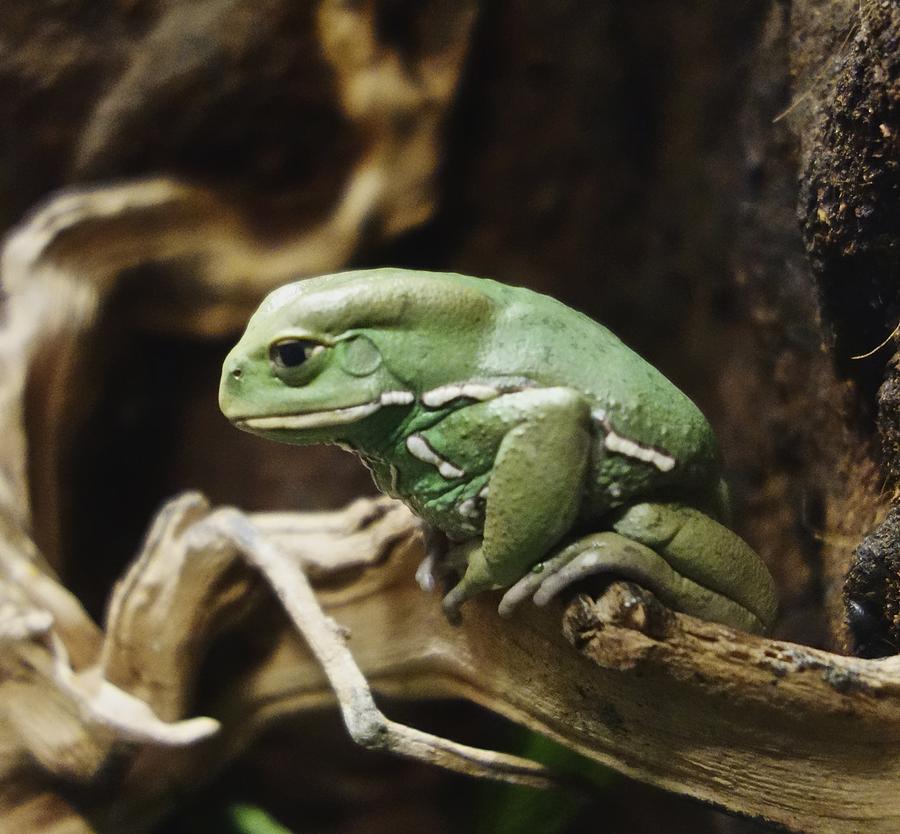 Waxy Monkey Frog Photograph by Joan Reese