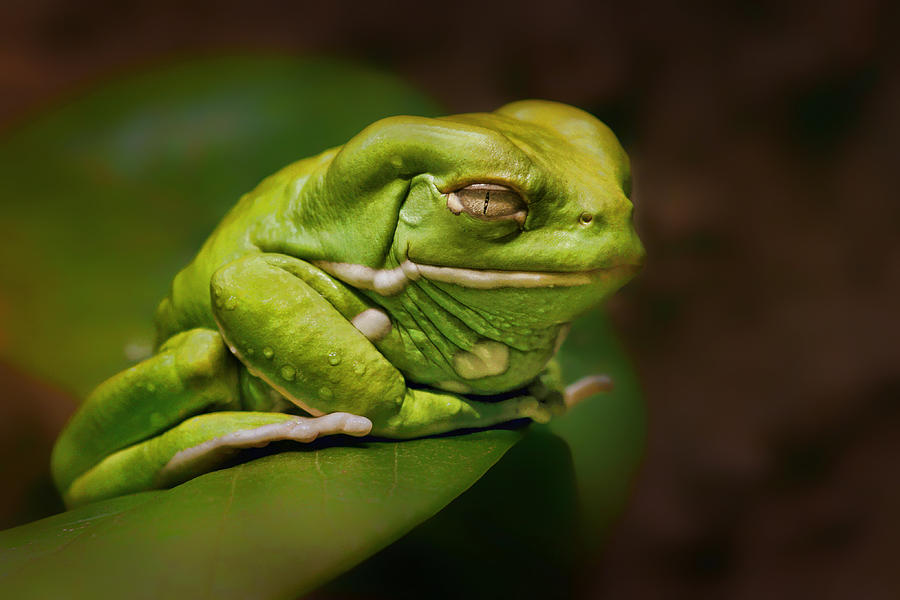 Waxy Monkey Tree Frog Photograph by Nikolyn McDonald