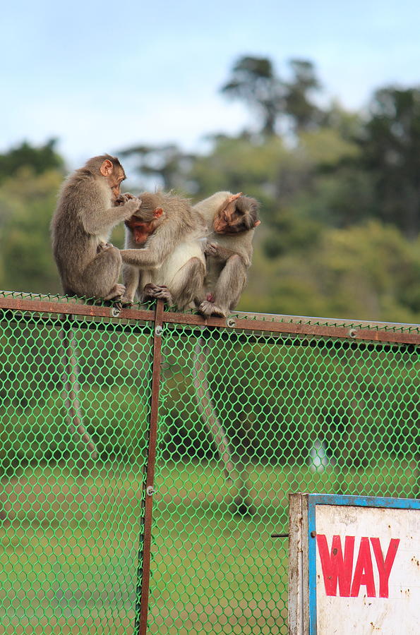 Way of the Monkeys, Kodaikanal Photograph by Jennifer Mazzucco