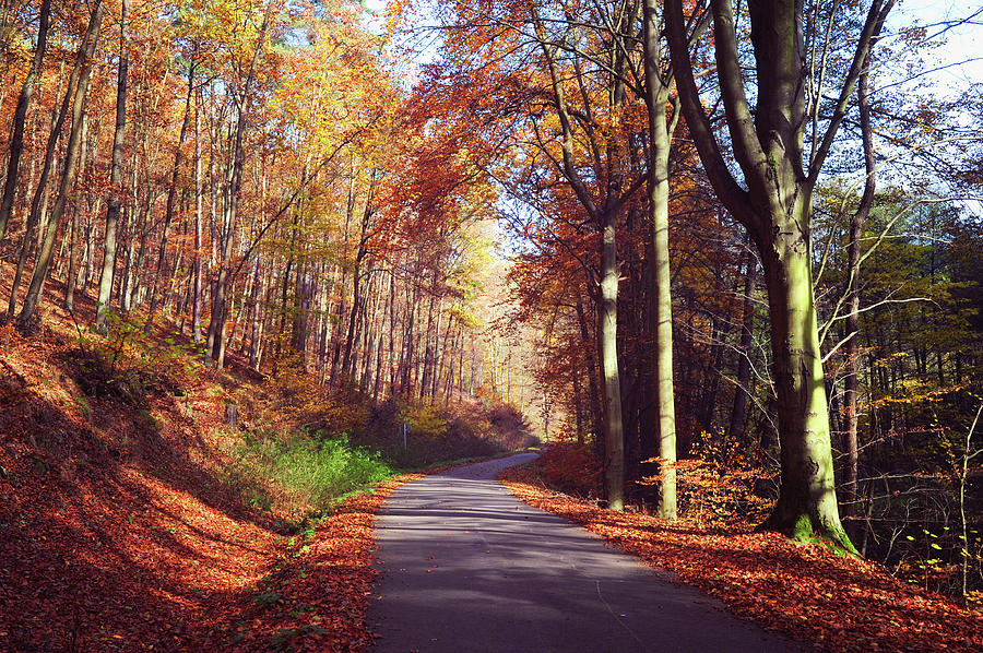 Way through the Autumn Photograph by Jenny Rainbow