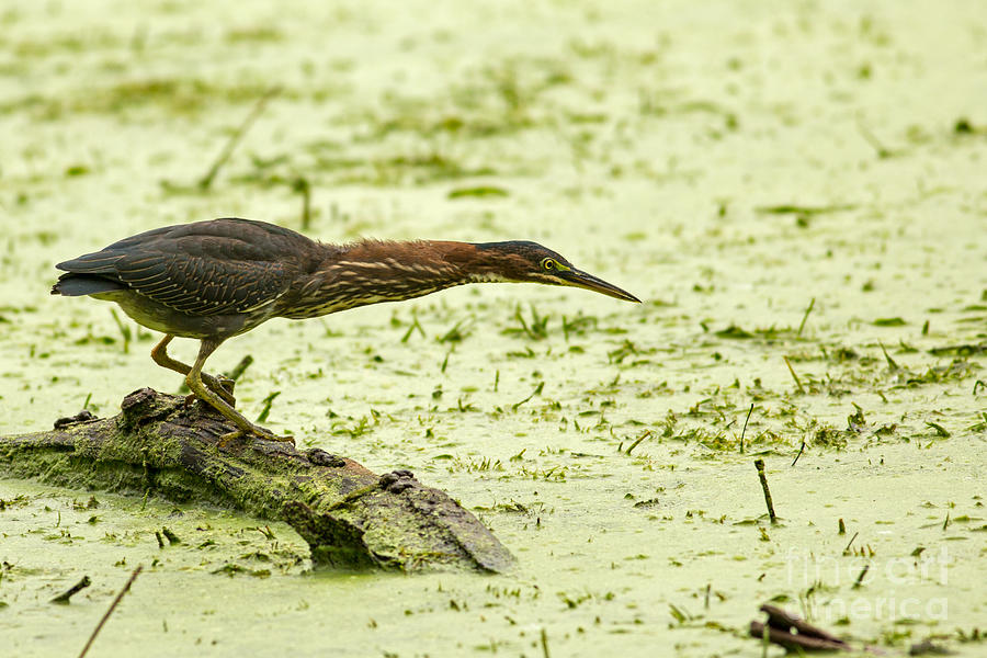 Heron Photograph - Way to Put Your Neck Out There by Natural Focal Point Photography