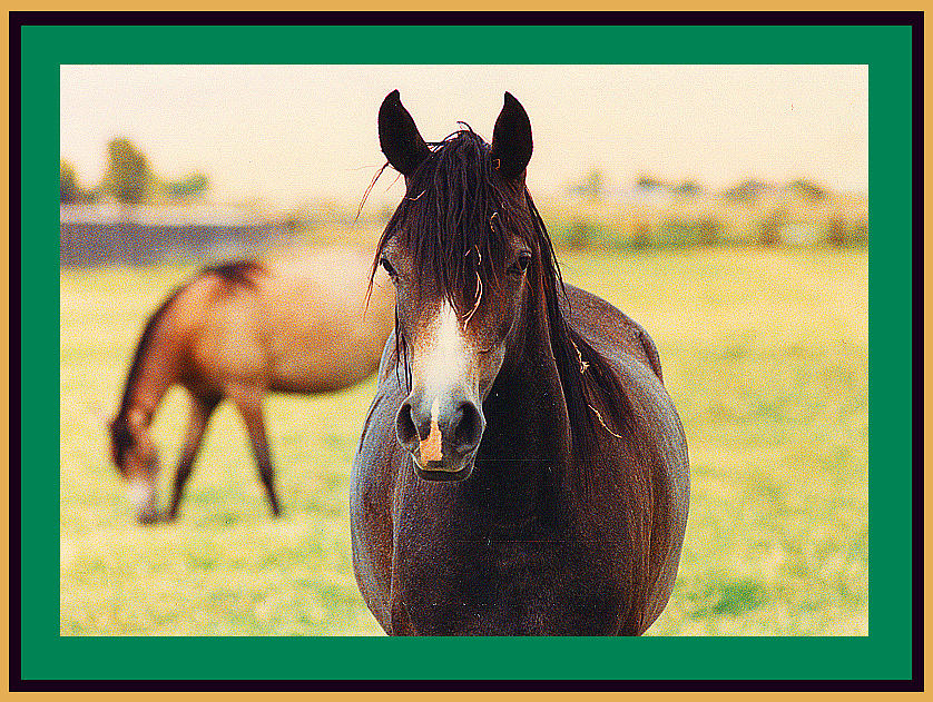 Wayne Newton Arabian Mare In Foal Photograph by Shirley Anderson - Pixels