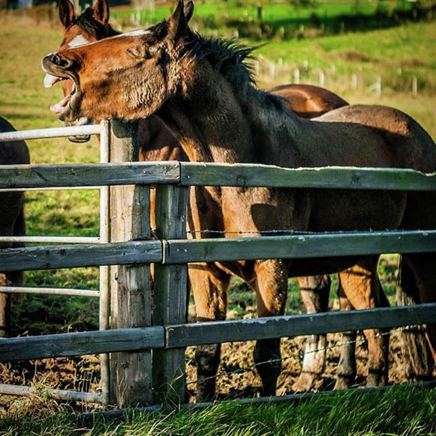 Horse Photograph - We All Have A Friend Who Is Hilarious by Aleck Cartwright