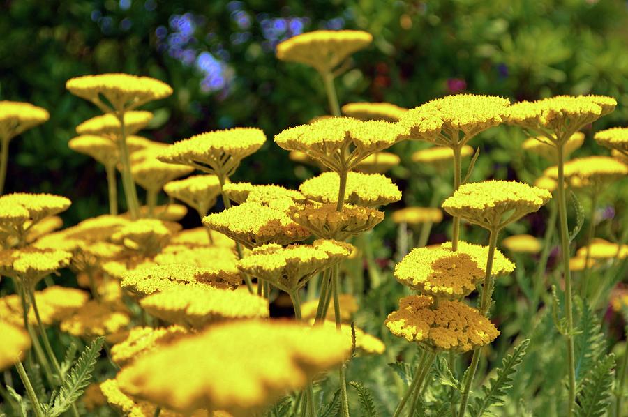 We Are Golden Photograph by Marla McPherson - Fine Art America