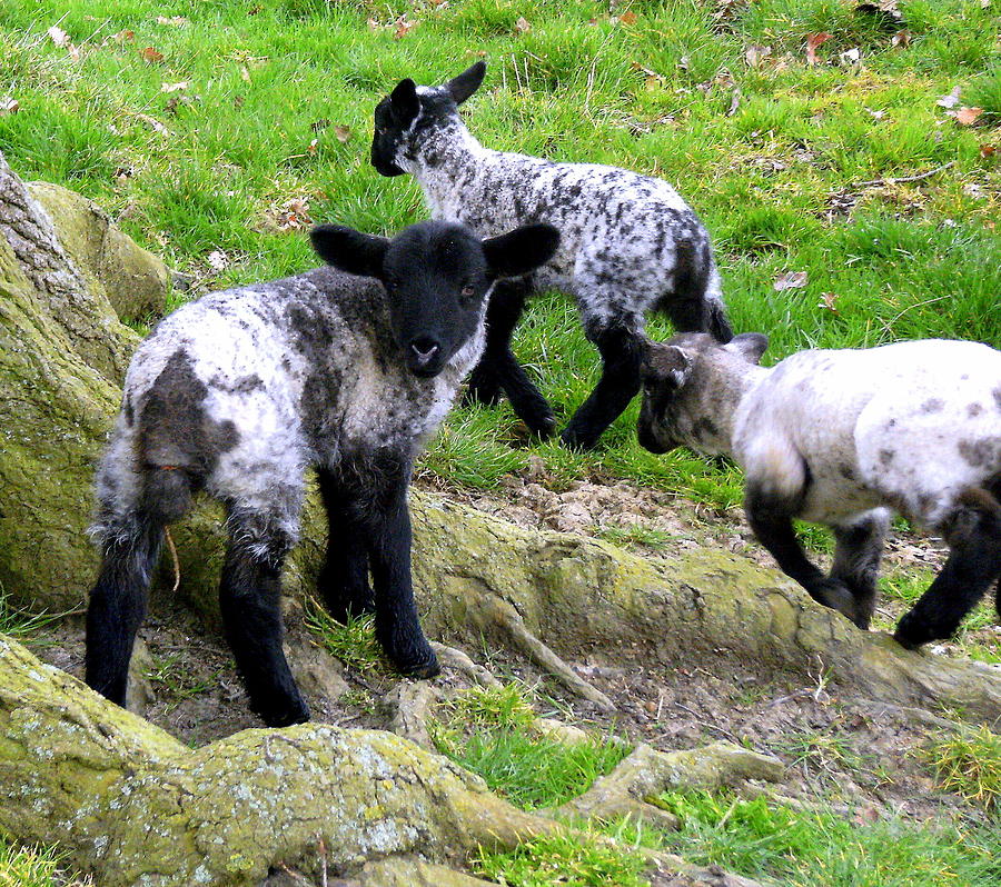 We Are Poor Little Lambs Photograph by Mindy Newman