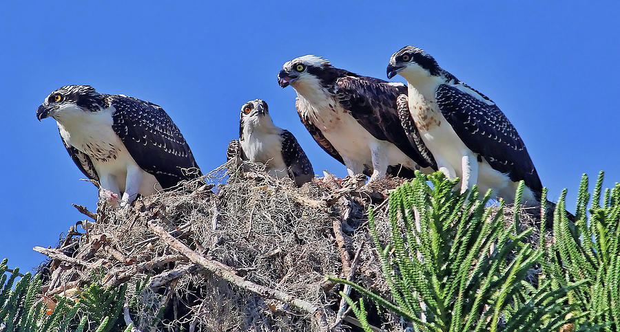 We Are The Osprey Family   Photograph by HH Photography of Florida