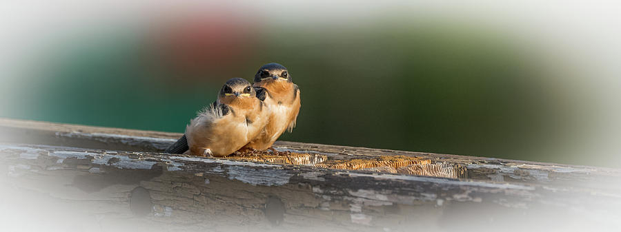 We Are The Swallow Chicks Photograph by Yeates Photography