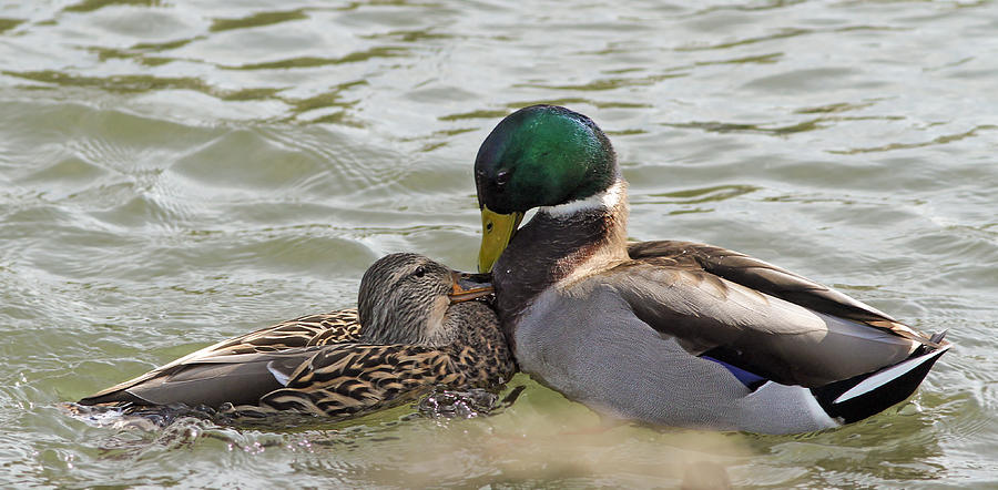 Ducks in love Free Photo Download | FreeImages