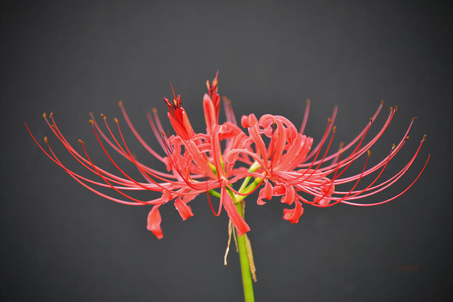 We Call them Red Spider Lily - Lycoris radiata Photograph by rd Erickson