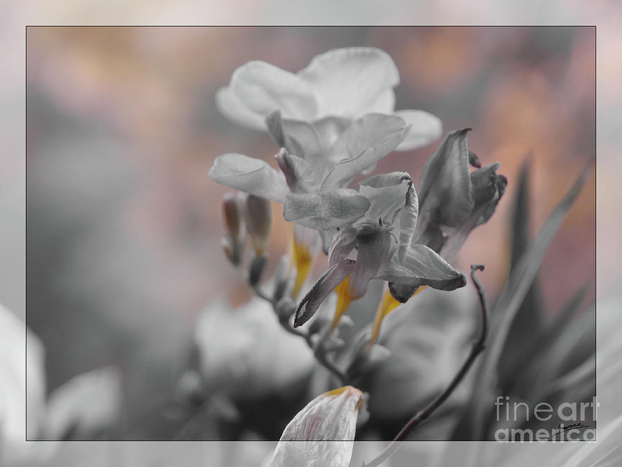 We Fade To Grey Freesia's by Lance Sheridan-Peel We Fade To Grey Freesia's by Lance Sheridan-Peel