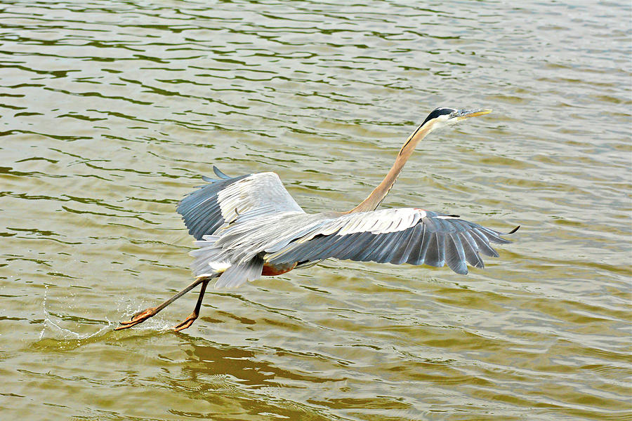 We Have Heron Liftoff Photograph by Don Mercer