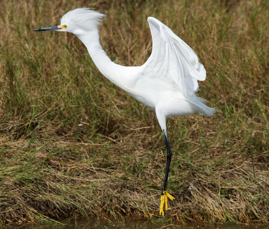 We Have Liftoff -- Snowy Egret at Merritt Island National Wildlife Refuge, Florida Photograph by Darin Volpe