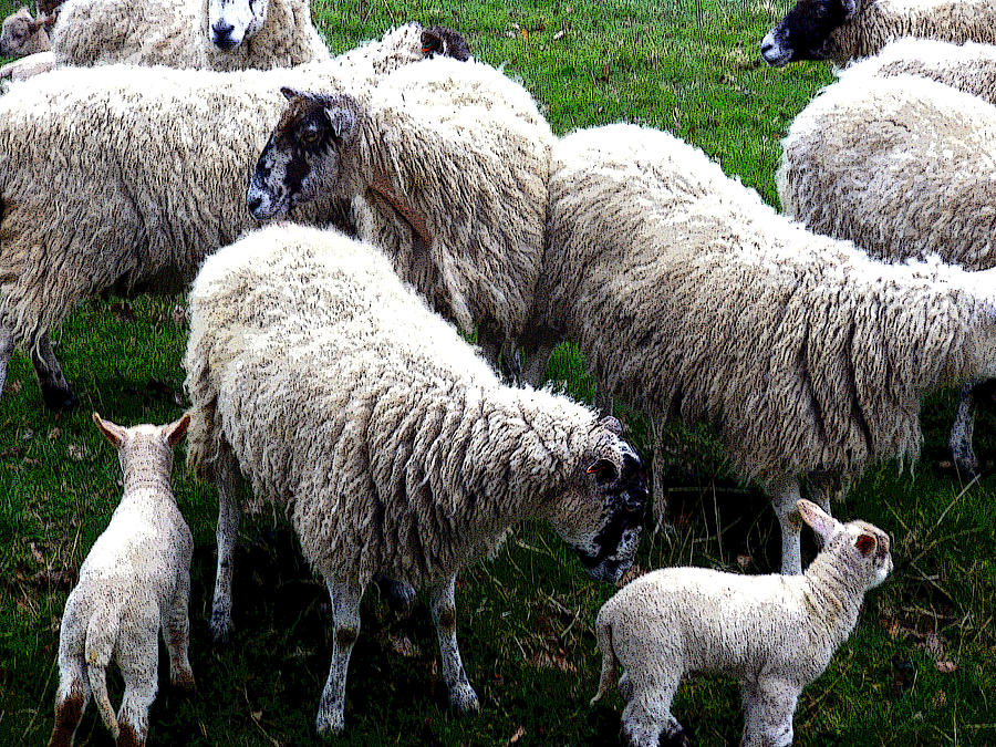 We Like Sheep Photograph by Mindy Newman