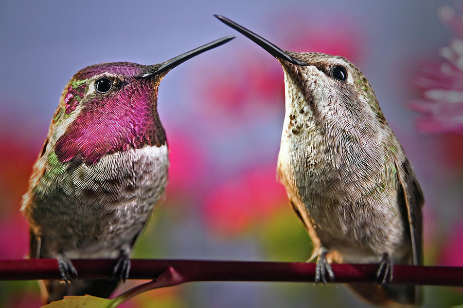 Hummingbird Photograph - We love each other by William Lee