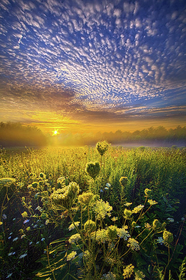 Summer Photograph - We Shall Be Free by Phil Koch