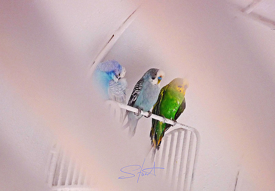 We Three Birds Photograph by Charles Stuart