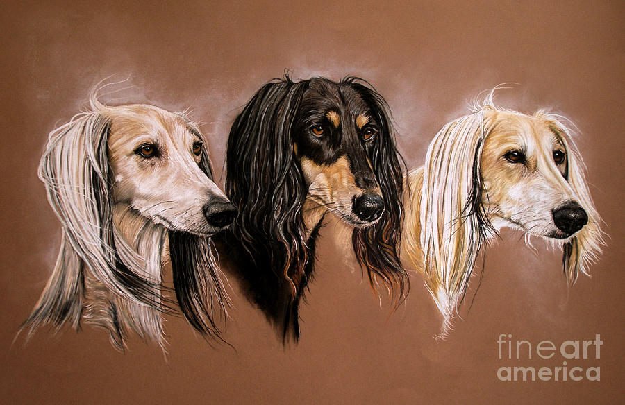 Dog Drawing - We Three Salukis by Caroline Collinson