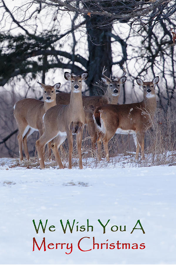 We Wish You a Merry Christmas Photograph by Gary Hall