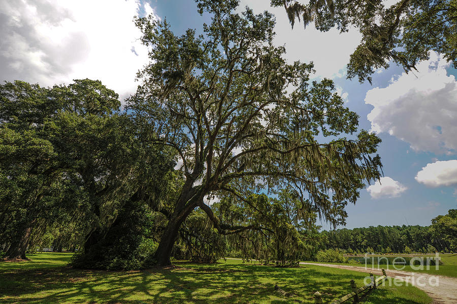 Wealthy Plantation Grounds Photograph