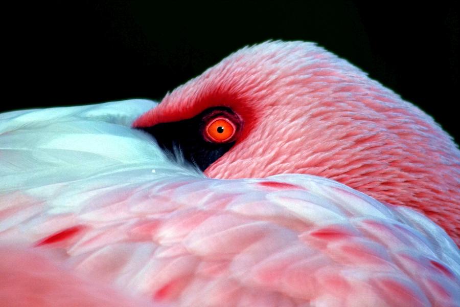 Flamingo Photograph - Wearing Pink by Mitch Cat