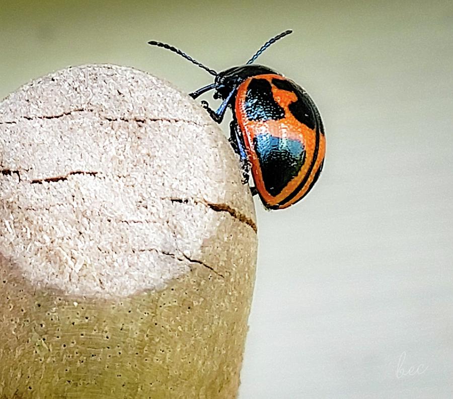 Ladybug Photograph - Wearing your heart on your wing by Bruce Carpenter