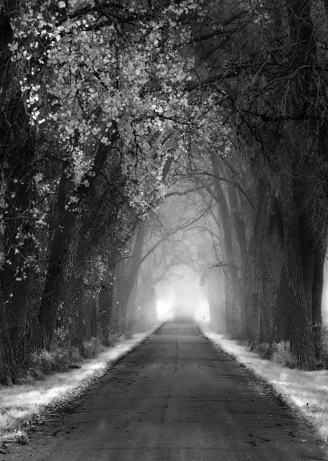 Weary Road Tree Tunnel #2 - Black and White Photograph by Peter Herman