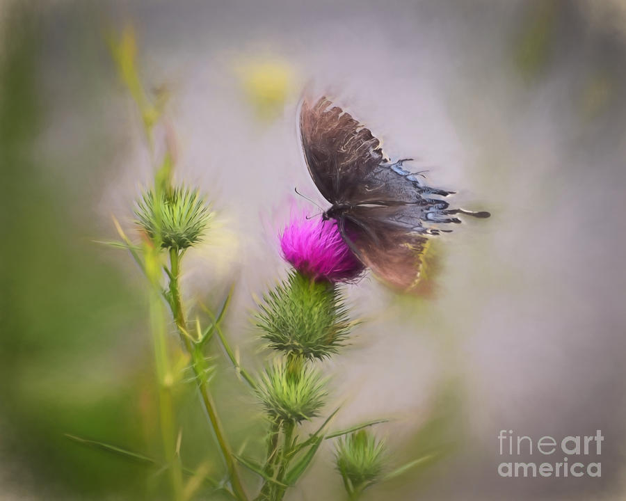 Weary Wings Photograph by Kerri Farley