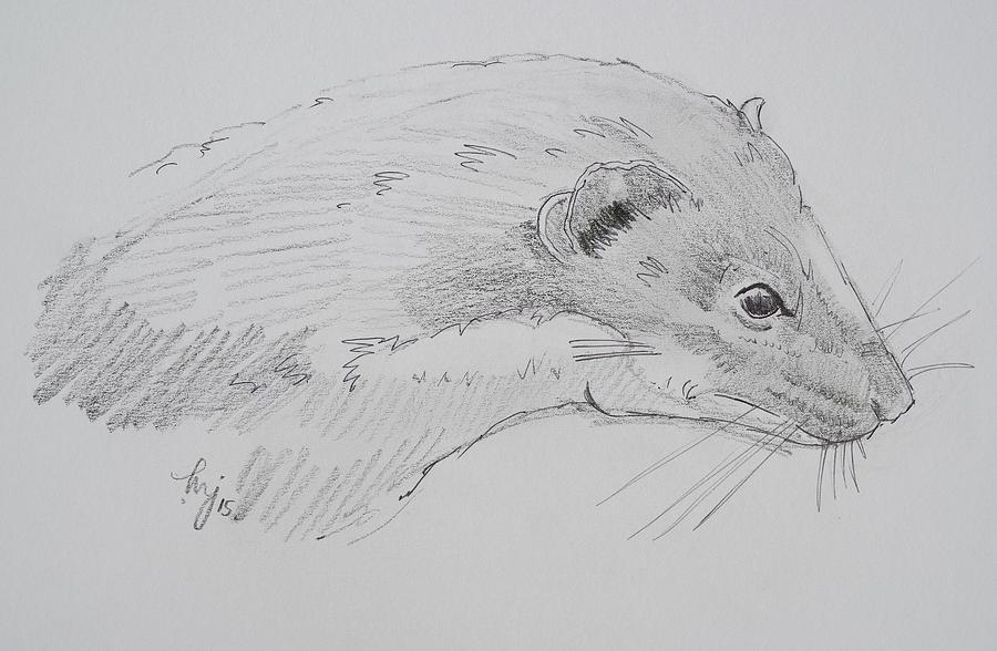 Weasel head drawing Drawing by Mike Jory