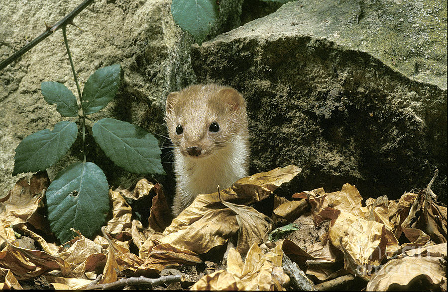 Weasel Mustela Nivalis Photograph by Gerard Lacz