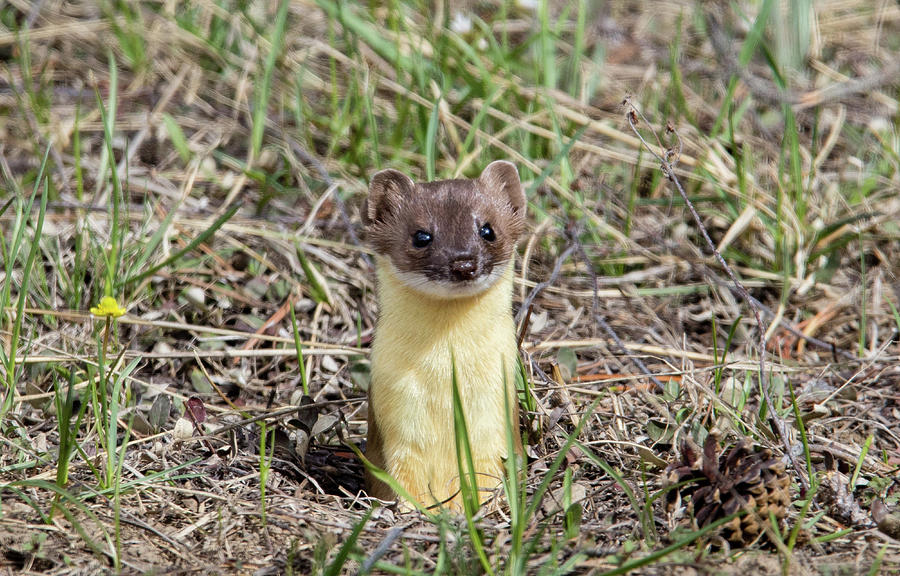 Weasel Photograph by Ronnie And Frances Howard