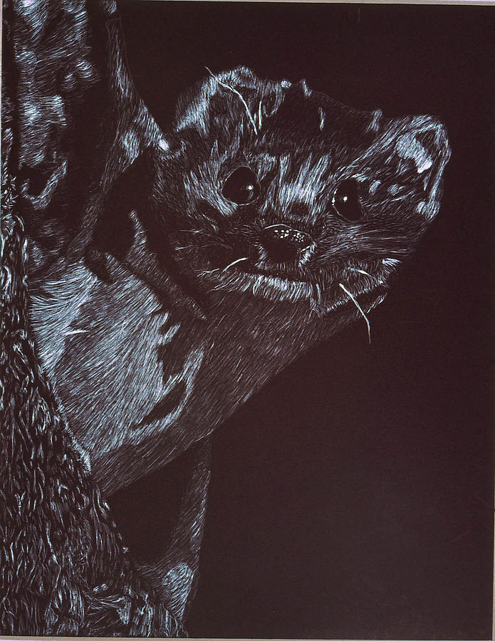 Weasel Weasel Weasel Drawing by Beth Parrish