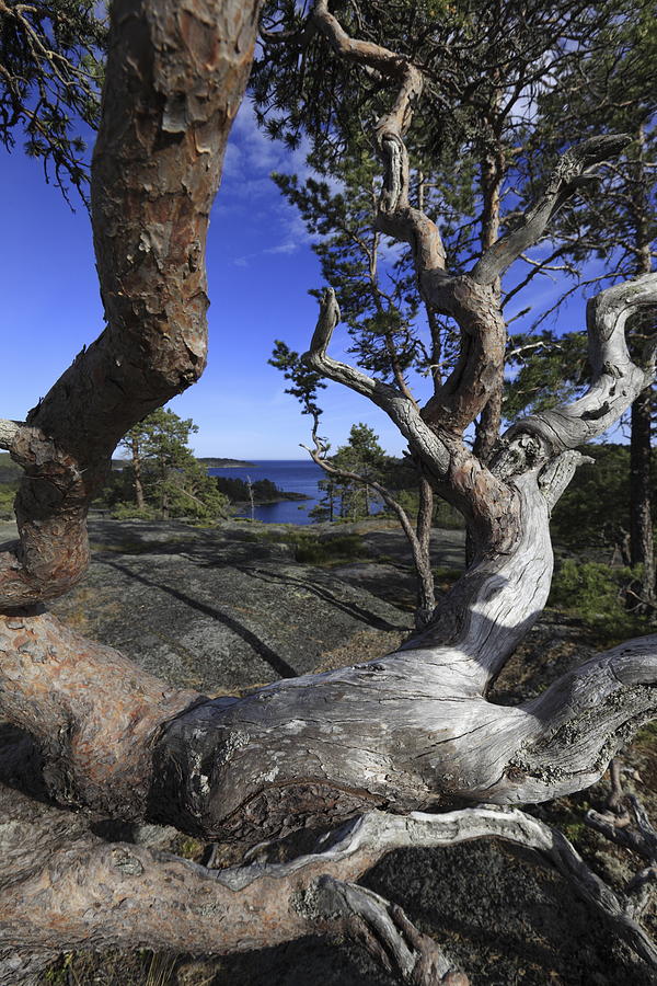 Weather beaten pine tree and blue sea Photograph by Ulrich Kunst And