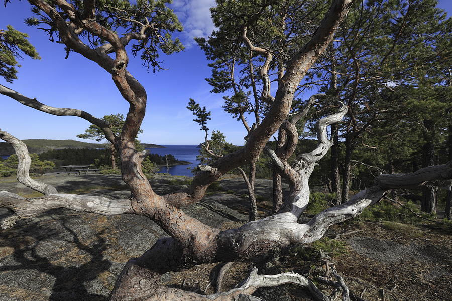 Weather beaten pine tree at the coast Photograph by Ulrich Kunst And