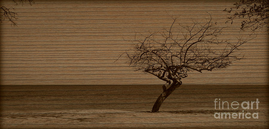 Weatherd Beach Tree Photograph by Perry Webster