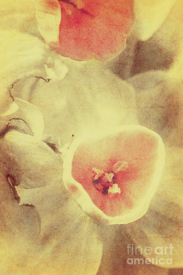 Weathered and faded daffodils Digital Art by Jorgo Photography Weathered and faded daffodils Digital Art by Jorgo Photography