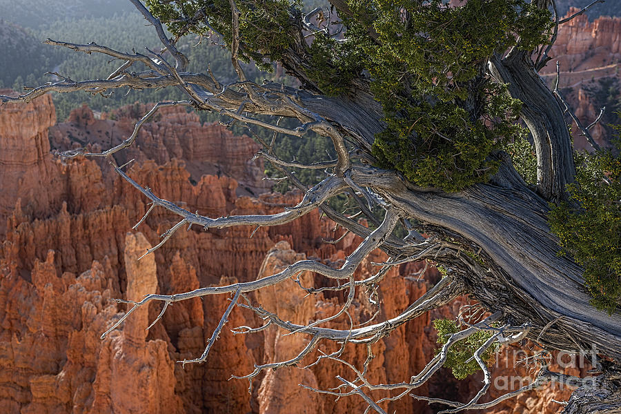 Weathered and worn tree in the canyon Photograph by Dan Friend
