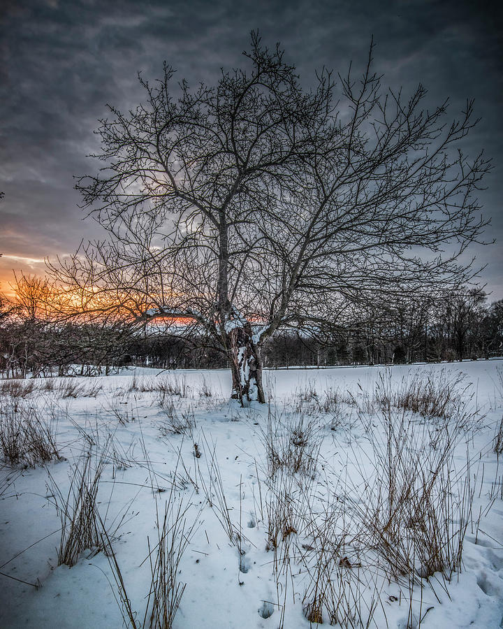 Weathered Apple tree in the winter Photograph by Dave Sandt
