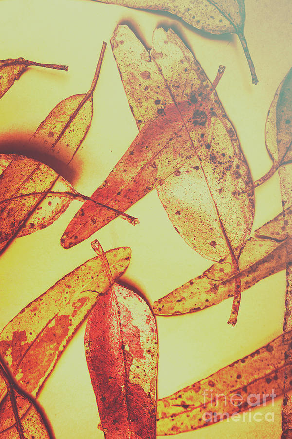 Weathered autumn leaves Photograph by Jorgo Photography