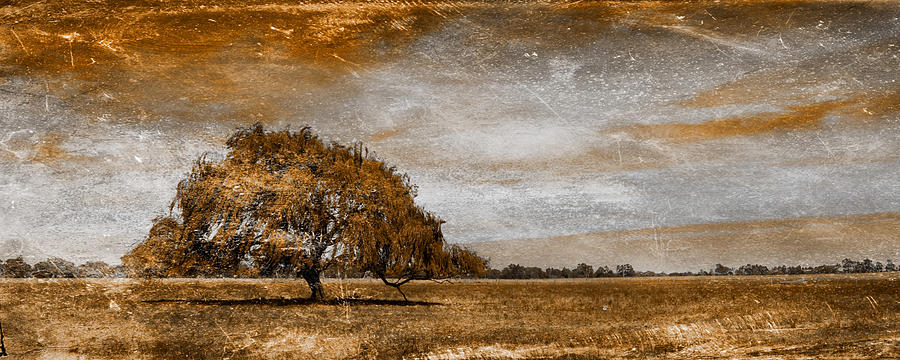 Lone Tree Digital Art - Weathered by Az Jackson